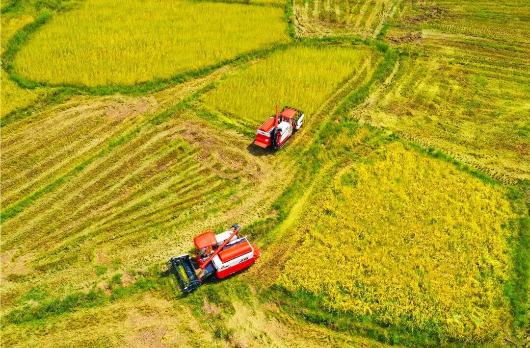 "出走"多年,归来仍应是"耕地" - 自然资讯 - 广西壮族自治区自然资源