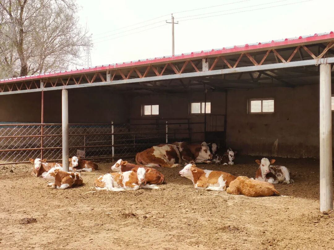 董学家庭农牧场闯出致富路