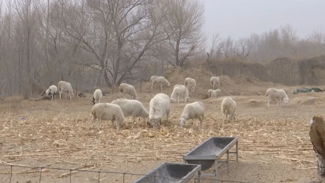 农业节目致富经养牛视频_致富经养牛视频_养牛视频致富经