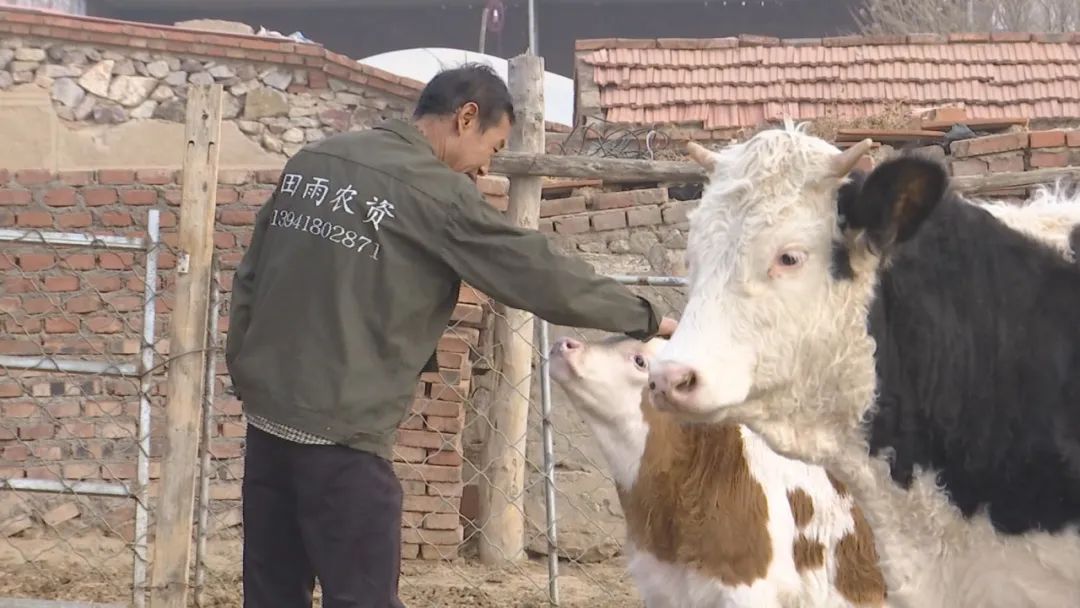 养牛视频致富经_致富经养牛视频_农业节目致富经养牛视频