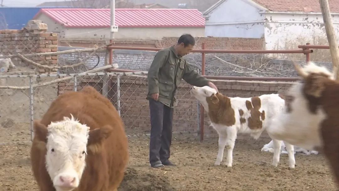 养牛视频致富经_农业节目致富经养牛视频_致富经养牛视频