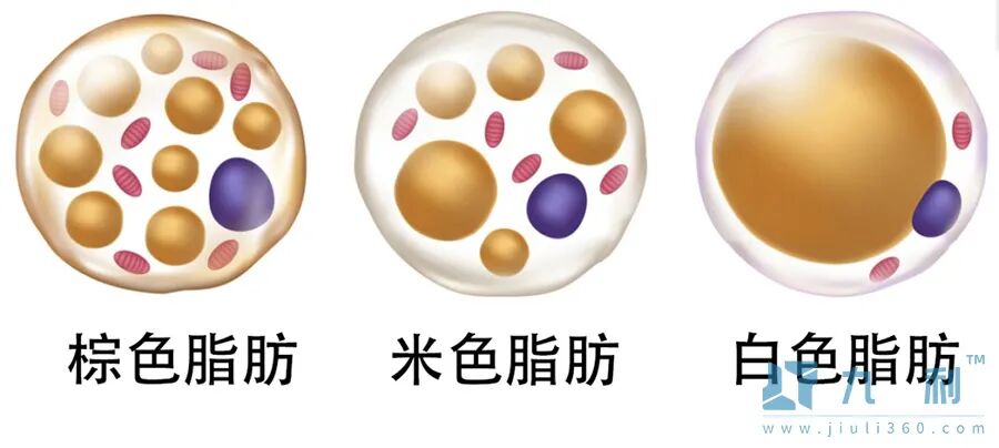棕色脂肪_米色脂肪_白色脂肪