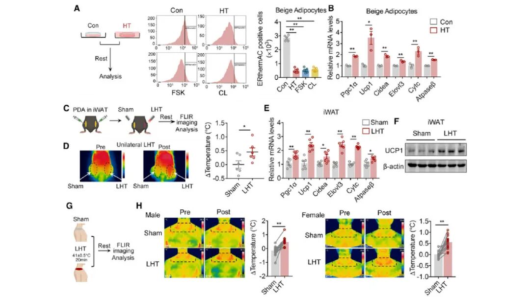 局部热疗在体外组织和生物体内实验中，均能促进脂肪棕色化