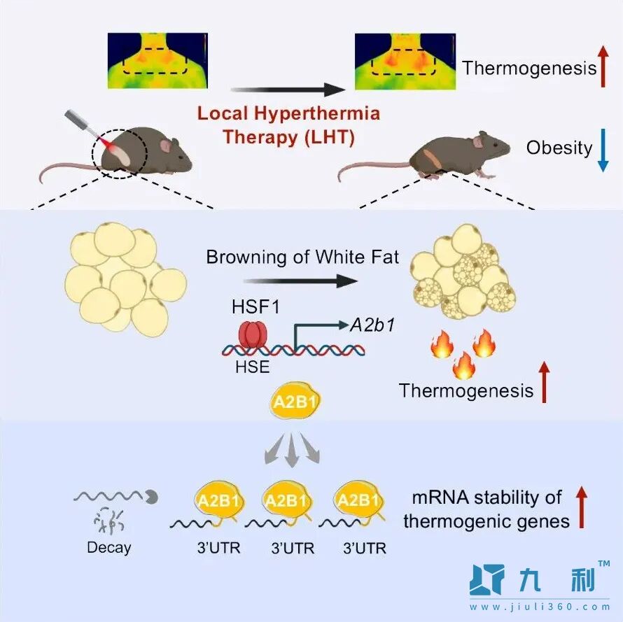 热疗燃烧脂肪_研究工作示意图
