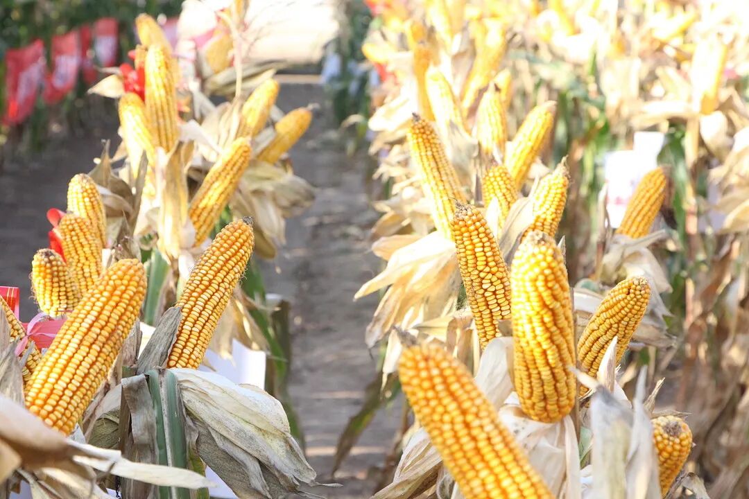 利禾品种万里行——早熟组主推玉米品种优异表现