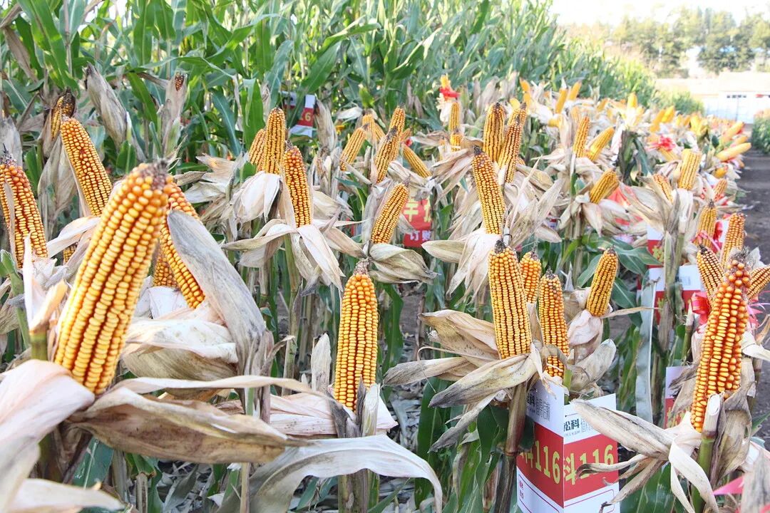 利禾品种万里行——早熟组主推玉米品种优异表现 - 内蒙古利禾农业