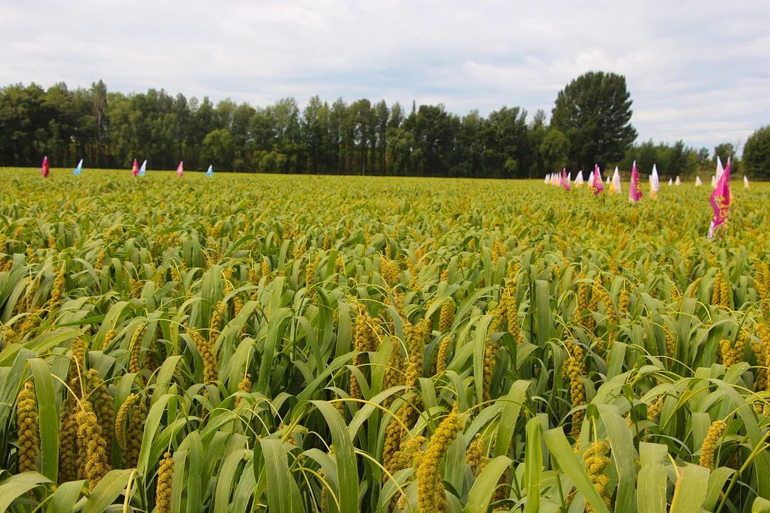 百姓的辰诺,丰收的使者---辰诺农业敖汉旗谷子观摩会胜利召开!