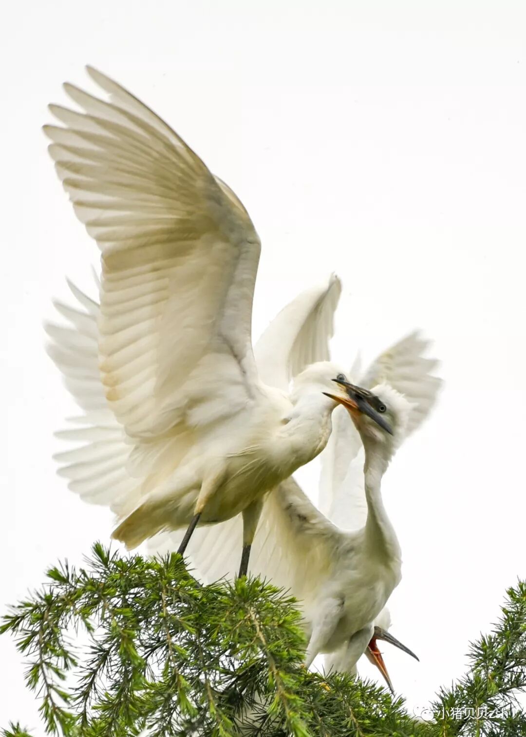 小猪贝贝拍鸟 白鹭 在争斗中成长 小猪贝贝zsh 微信公众号文章阅读 Wemp