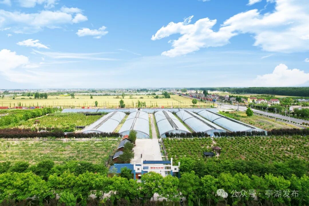 江苏亭湖:多维度融合发展"农业 ",绘就"甜蜜"产业好"丰"景