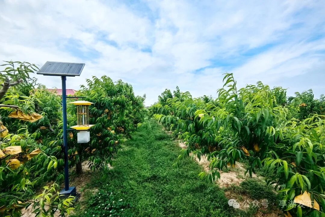 江苏亭湖:多维度融合发展"农业 ",绘就"甜蜜"产业好"丰"景