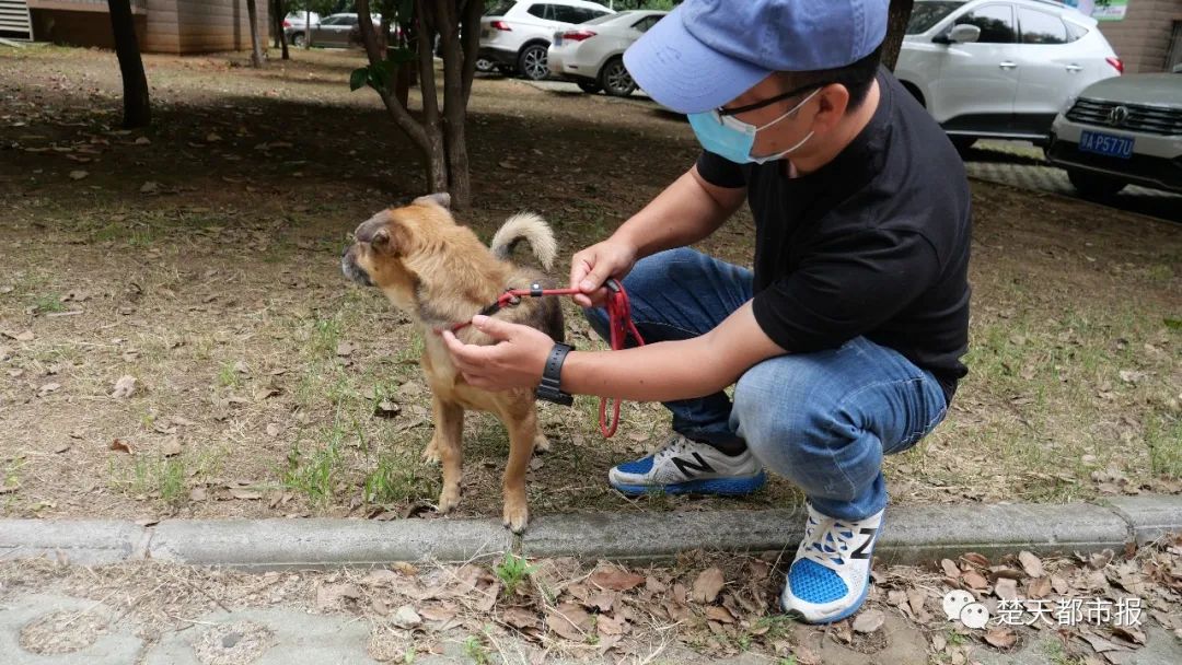 主人因新冠去世，「忠犬八公」在醫院癡守3個多月……結局和八公不一樣 寵物 第8張