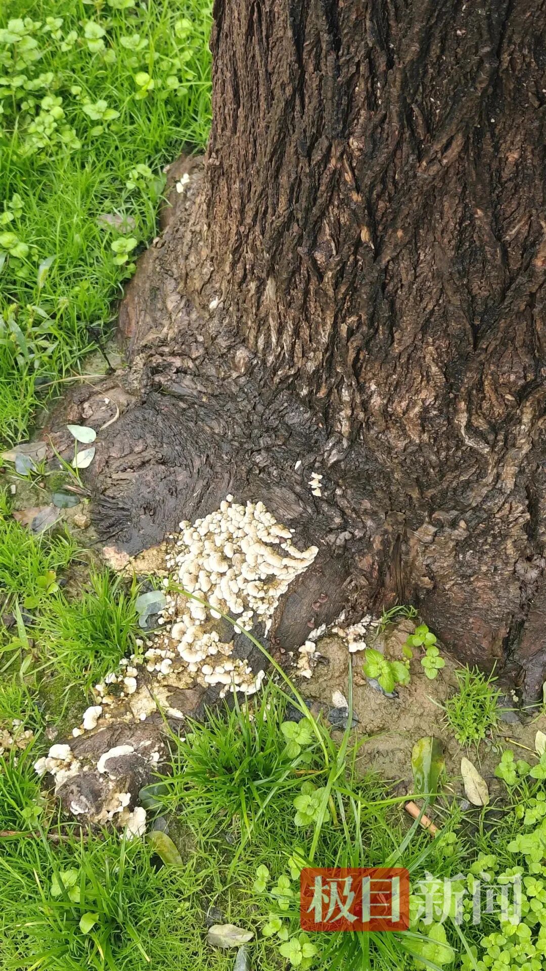 西安遍地长蘑菇