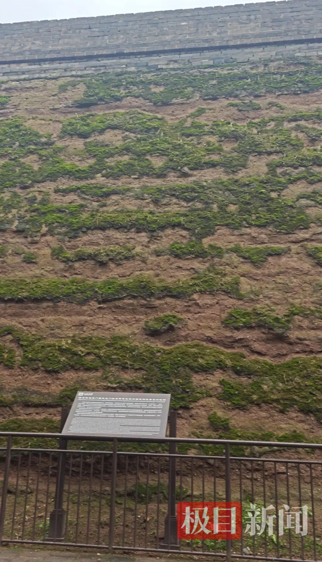 西安遍地长蘑菇,西安连续一个多月降雨遍地长蘑菇，大雁塔受潮，城墙布满青苔，气象局..