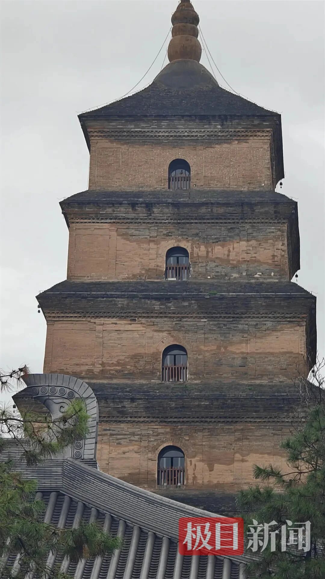 西安遍地长蘑菇