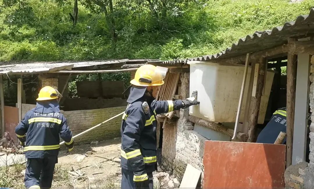 70斤蟒蛇生吞30斤羊,广东一地现3米长70斤巨蟒！发现时吐出一只30斤整羊...视频惊人..