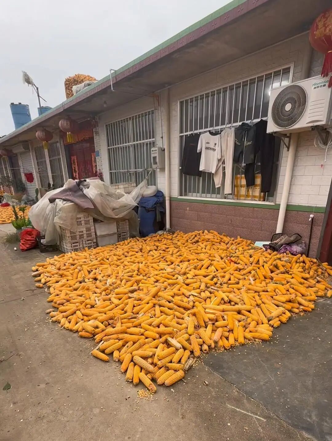 主人回应狗狗下地掰玉米掰了三年了
