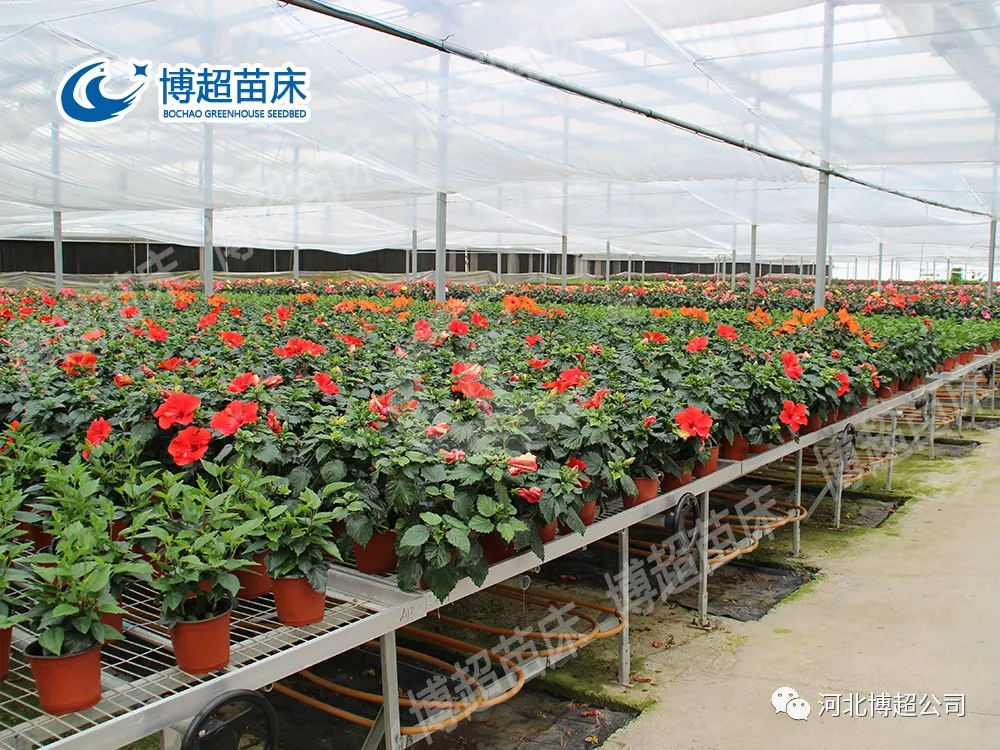 什么是移动苗床,移动苗床的规格是什么?(图1) 图片