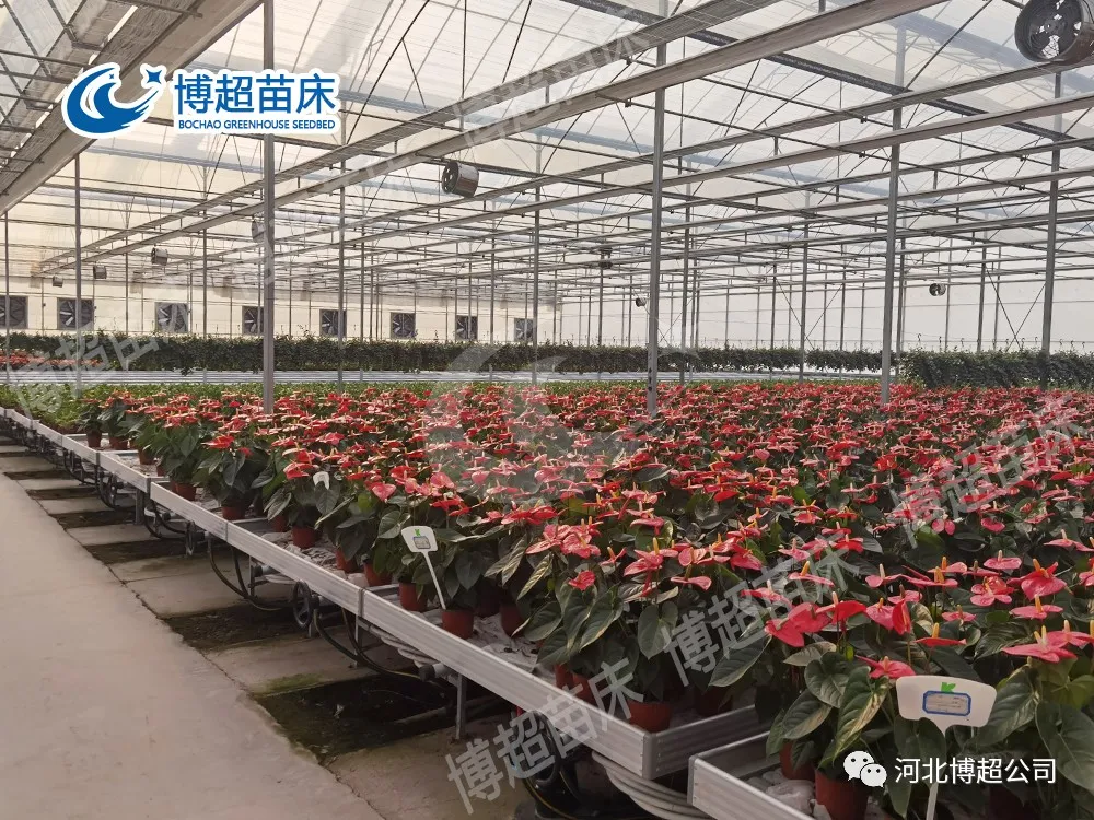 潮汐苗床灌溉式原理对育苗有什么好处?(图1) 图片