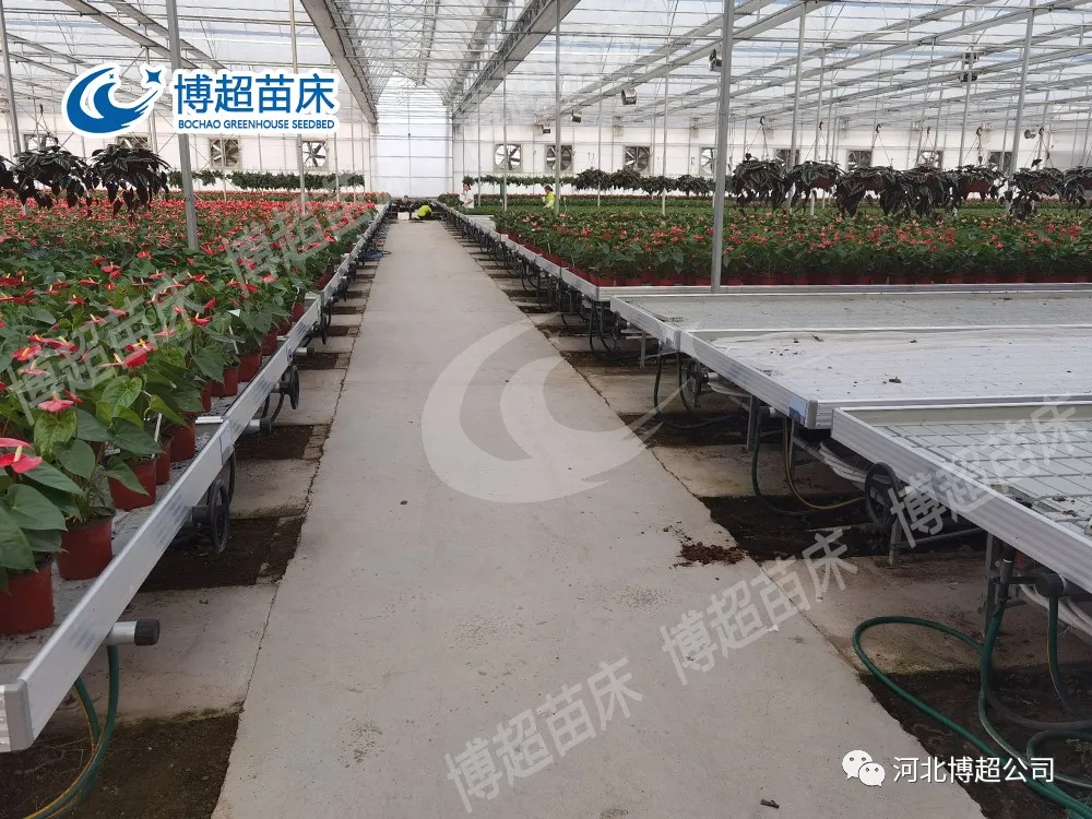 温室种植中都有哪些常用的苗床?(图2) 图片