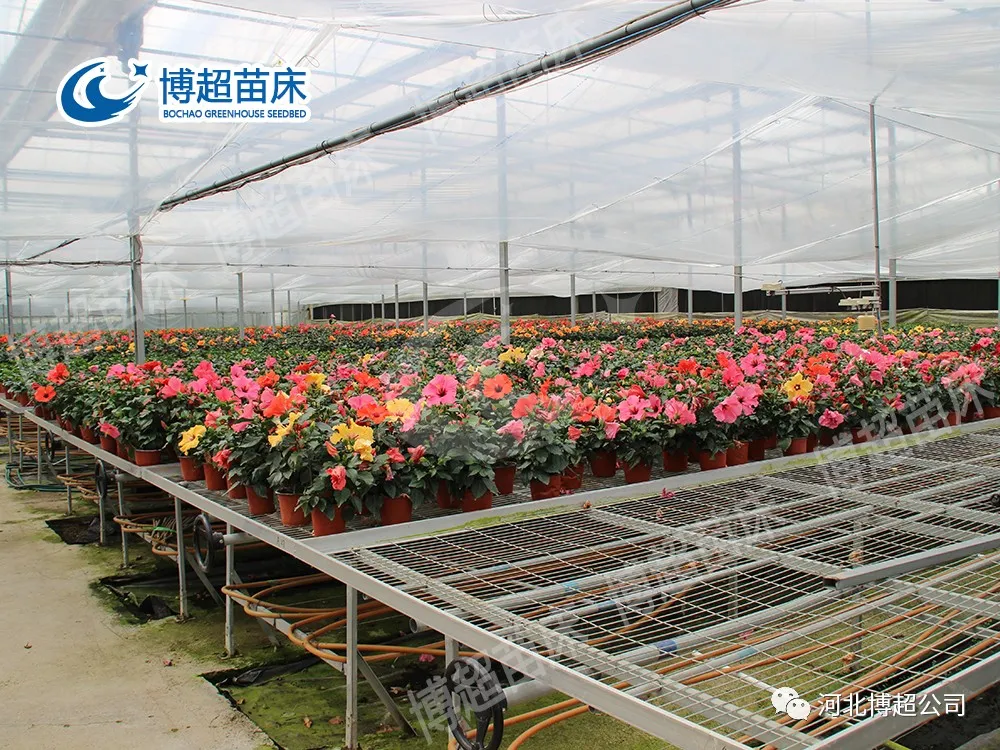 现代农业温室大棚苗床介绍(图2) 图片