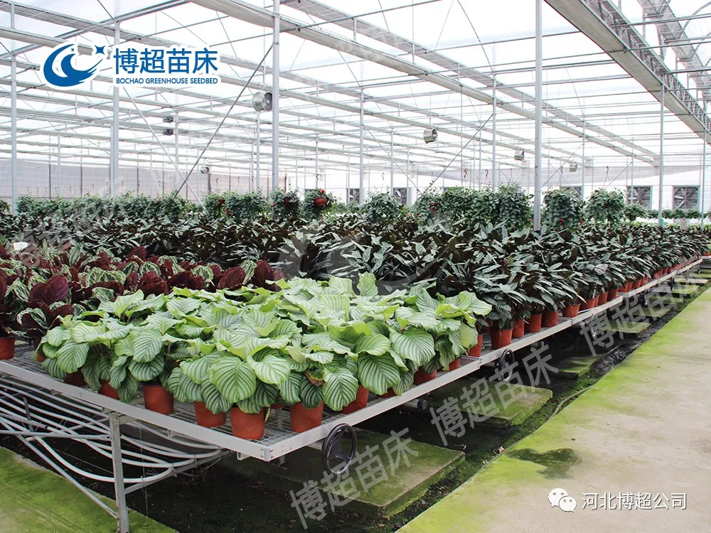 移动苗床在现代温室中起到的重要作用(图1) 图片