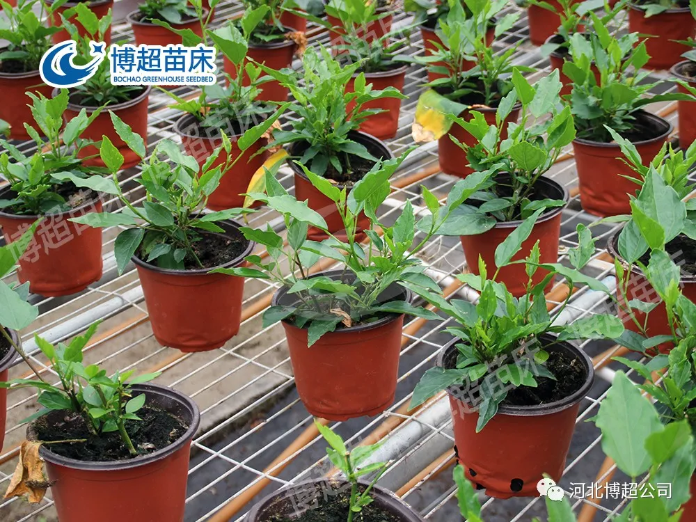 移动苗床在现代温室中起到的重要作用(图2) 图片