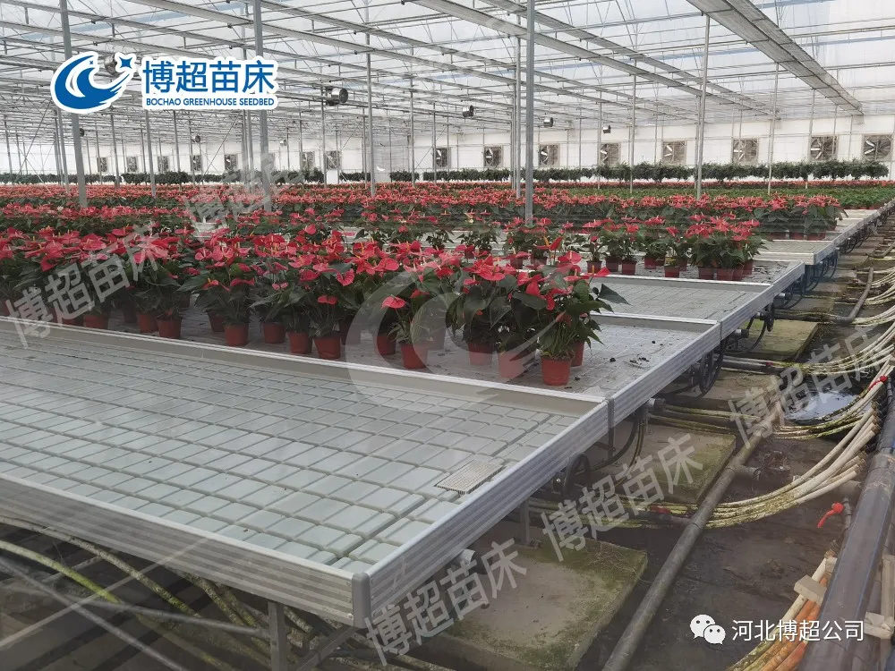 温室养花用移动苗床和潮汐苗床哪个好?(图2) 图片
