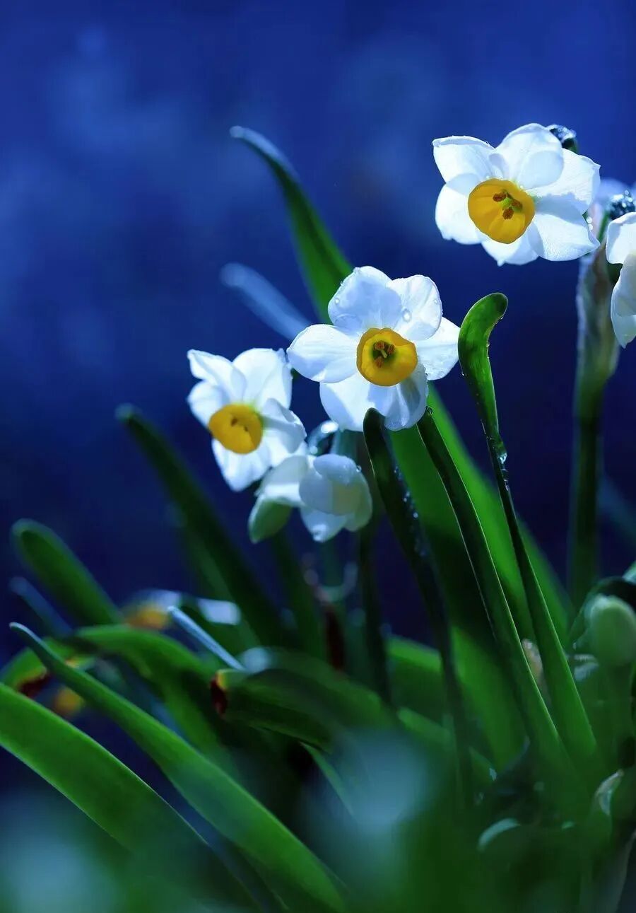 水仙盆- 全民收藏网