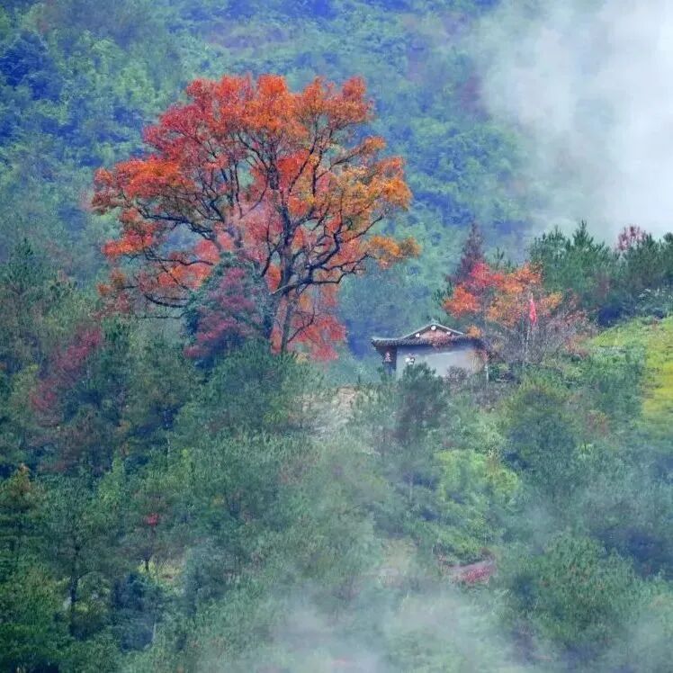 柯岭古道.jpeg