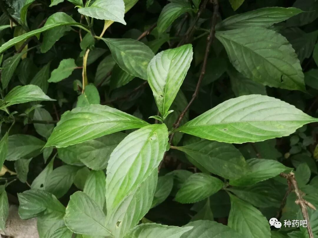 青出于蓝 福州马蓝 种药吧 微信公众号文章阅读 Wemp