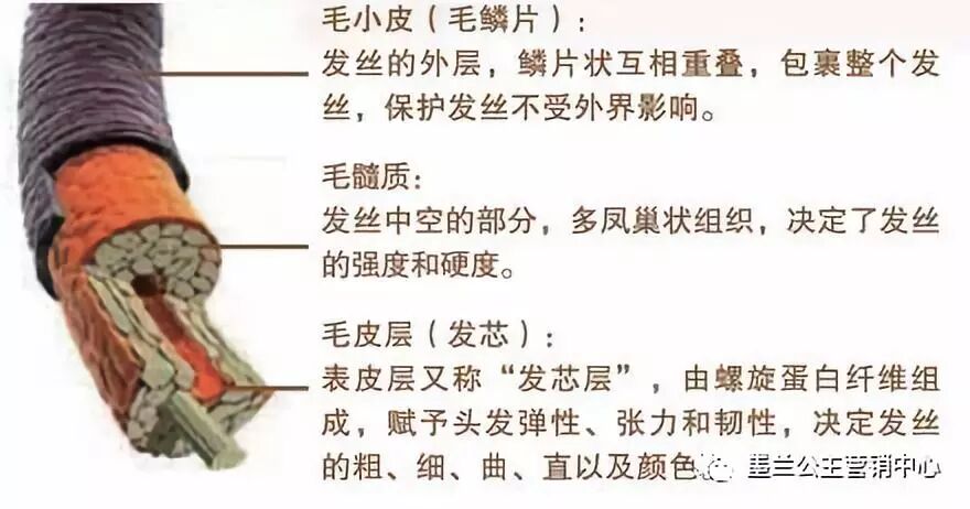 烫发的原理及对身体的伤害