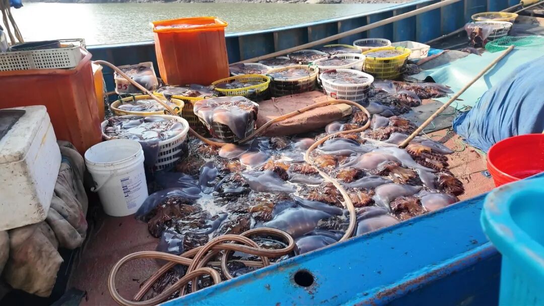 “50年一遇”，海蜇大量上市！1.5元/斤，有人一买就是200斤……