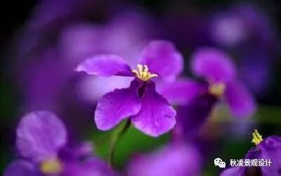 40多种 常用园林地被植物 大千课堂 微信公众号文章阅读 Wemp