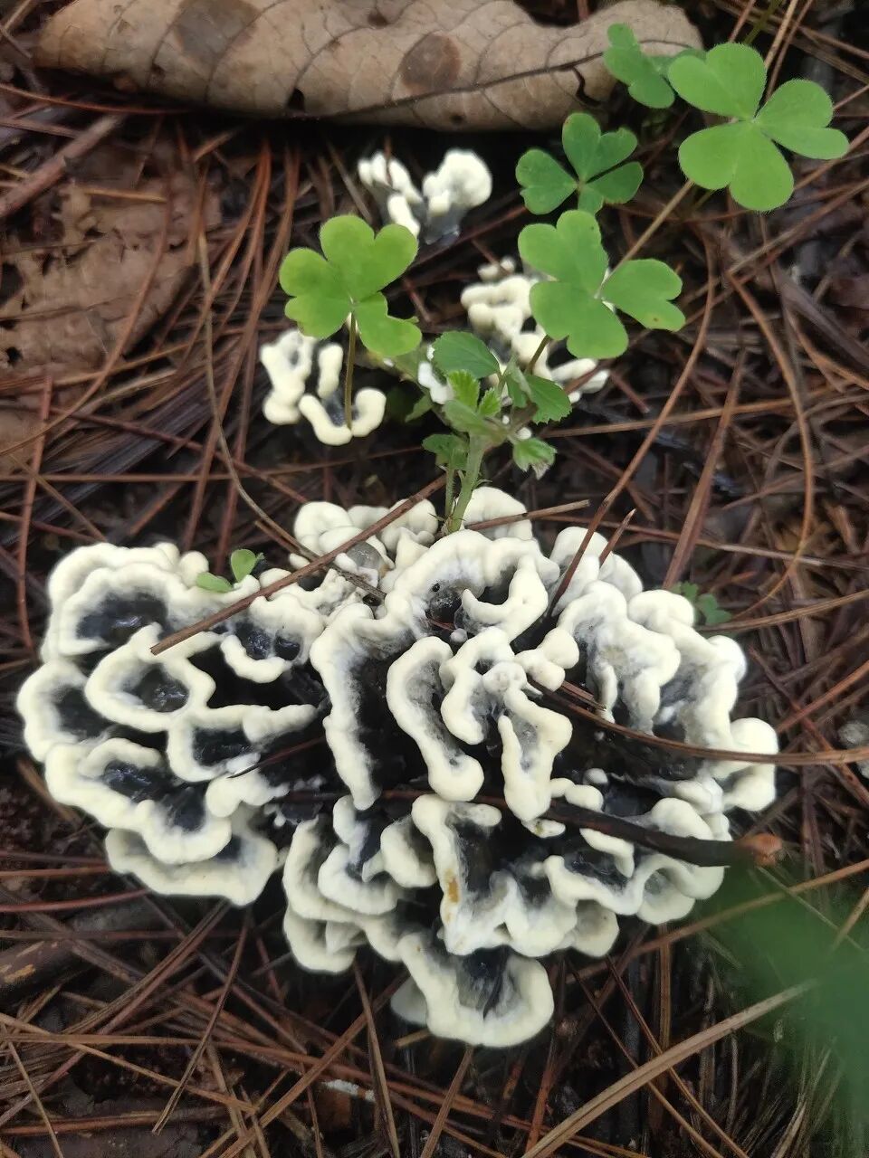 一部手机游云南