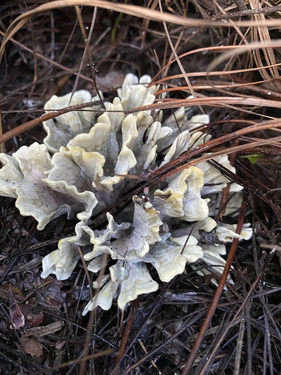 一部手机游云南