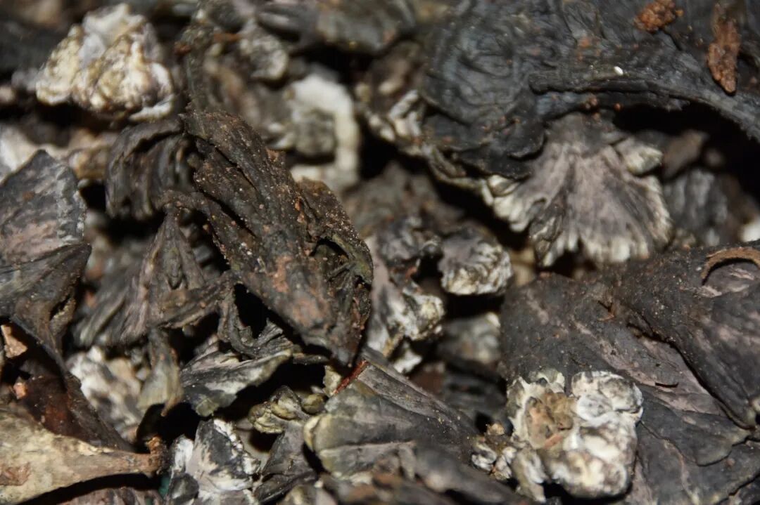 一部手机游云南