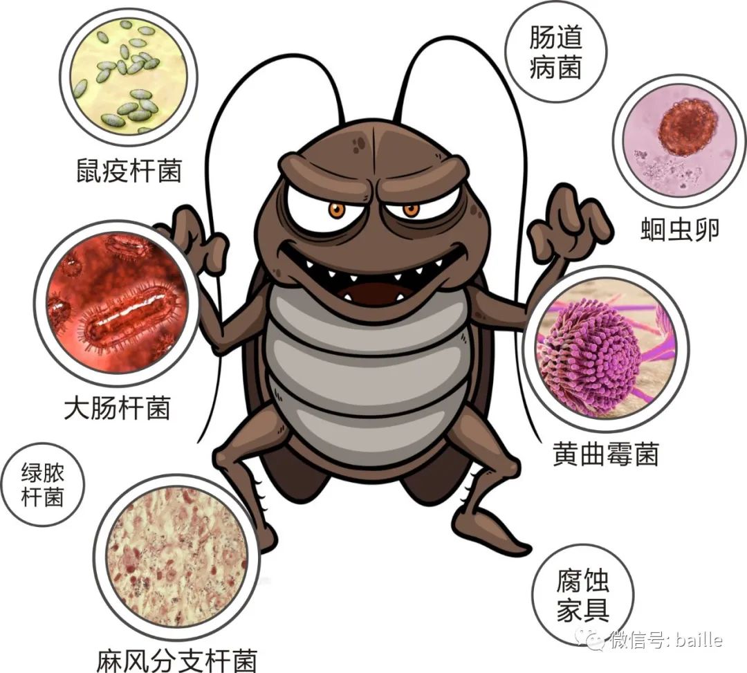 传播疾病能力强!它们还可以作为多种线虫的中间寄主蟑螂可传播