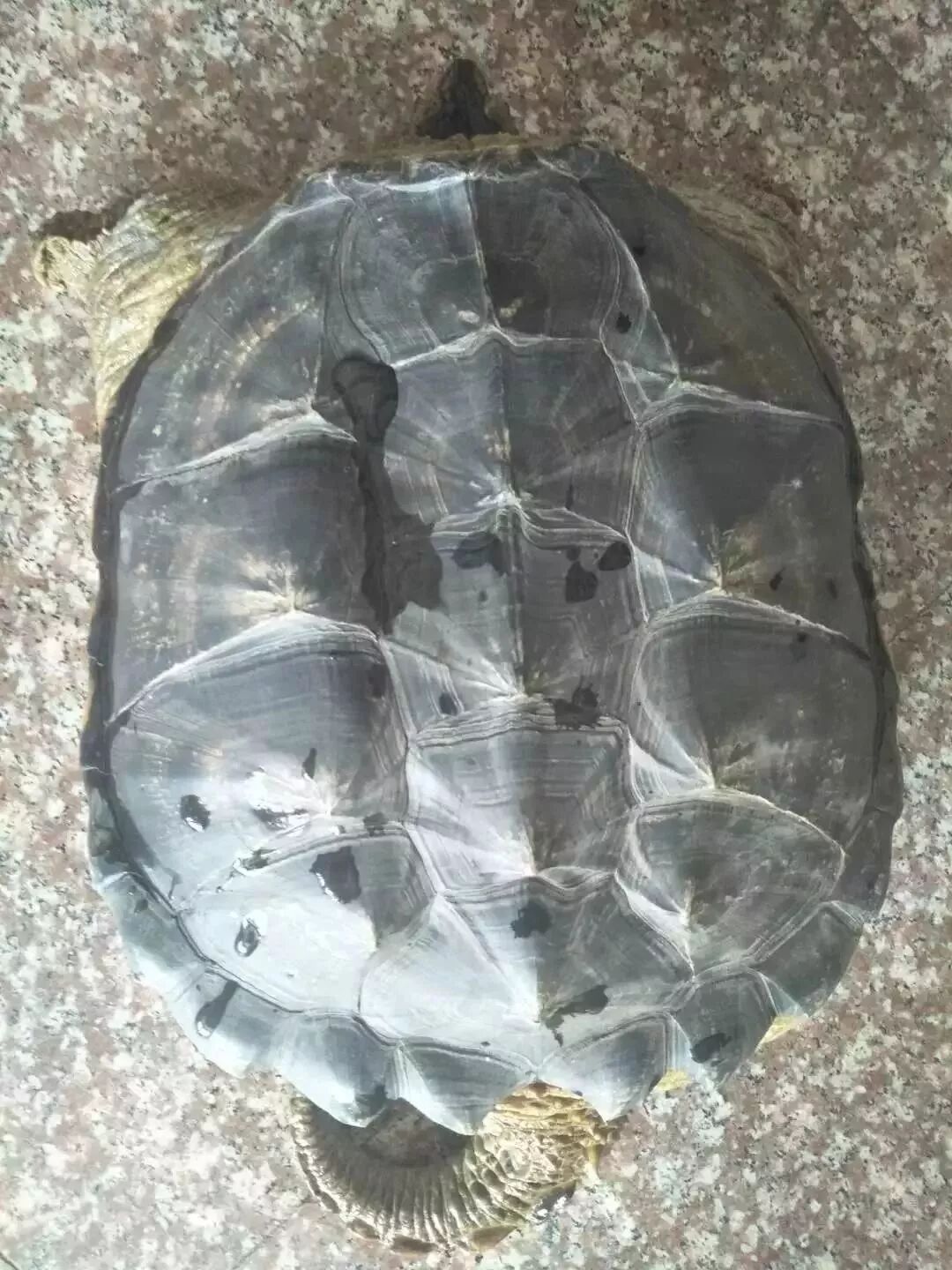 男子钓起16斤重猛兽不知何物 专家一看:建议吃了！