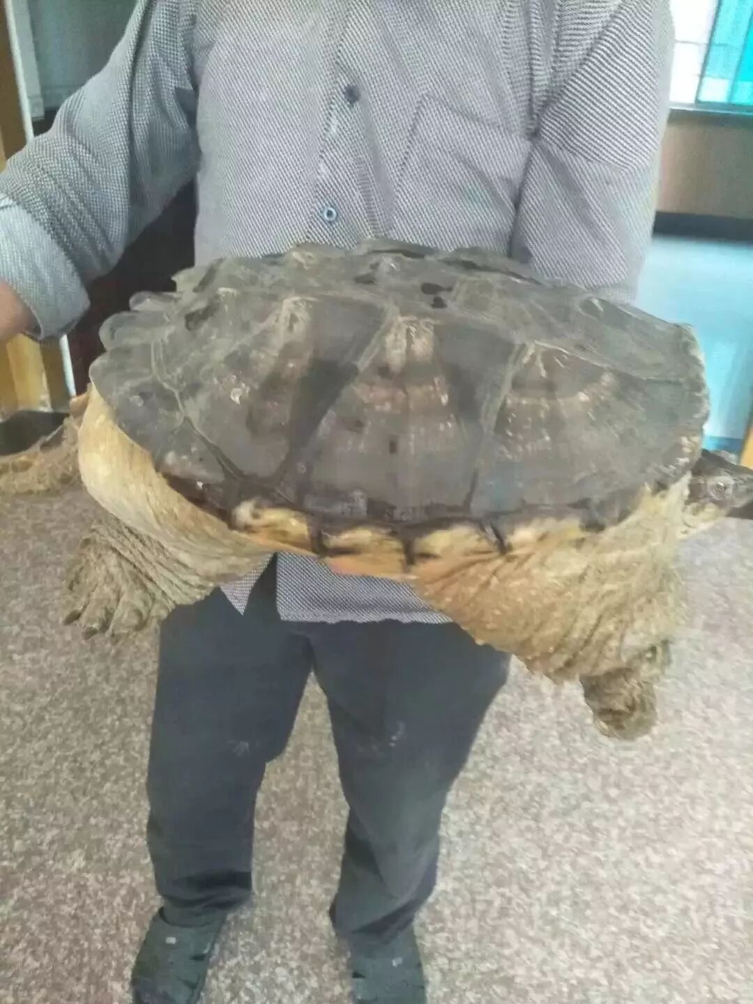 男子钓起16斤重猛兽不知何物 专家一看:建议吃了！