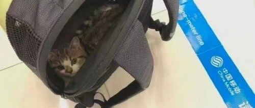 发条乐点：迁移宽带为啥让我把猫带来？