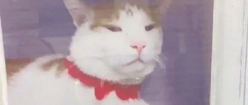 发条乐点：猫都有医院编制了，你呢？