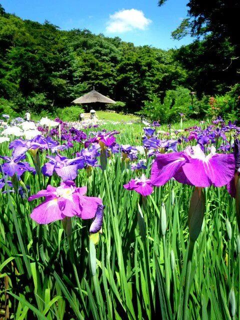 关于明治神宫，我写了个3000字的攻略 |日本深度游记