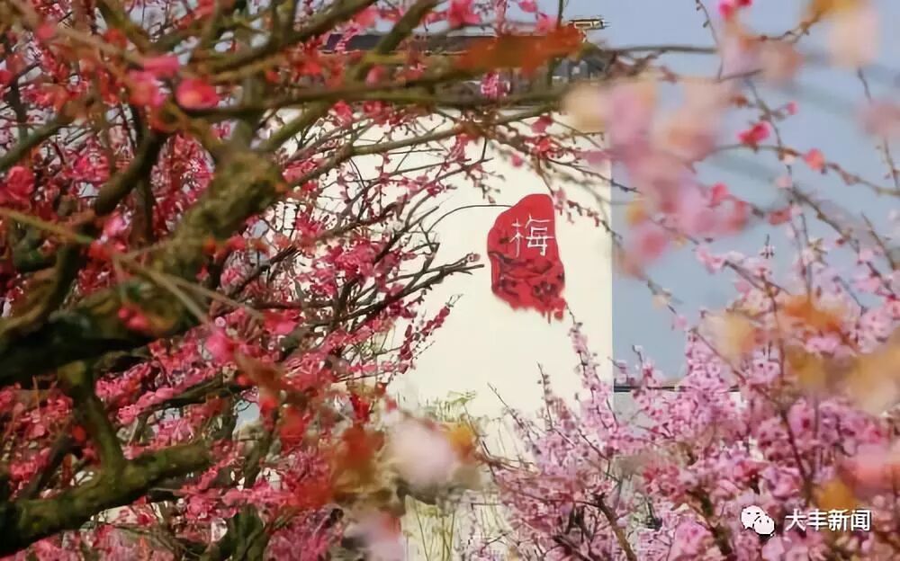 乡村游受热捧 大丰区着力打造乡村旅游亮丽名片