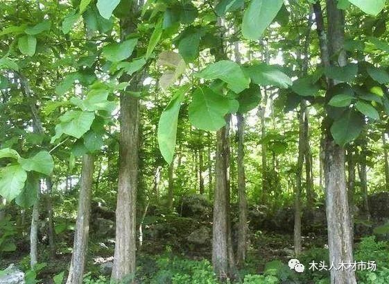 柚木 铁木等数十种树木被缅甸列为全国禁止砍伐的树木种类 木头人木材市场 微信公众号文章阅读 Wemp