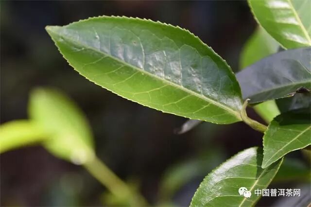 茶界专业服务进入极致单品与套餐时代