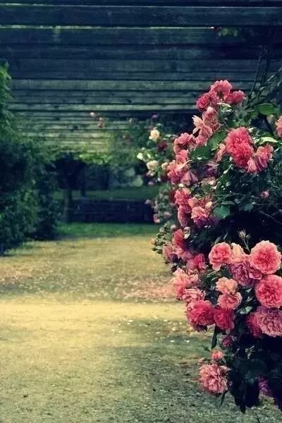 8月你好，花做籬笆，詩意為牆 …