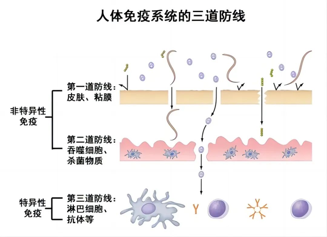 可以清扫异物和阻挡杀死病原体;第二道防线是固有免疫系统,即体液中的