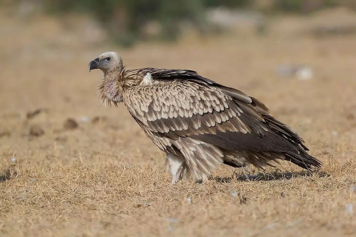 寄蜉蝣于天地:藏族人为什么要天葬?