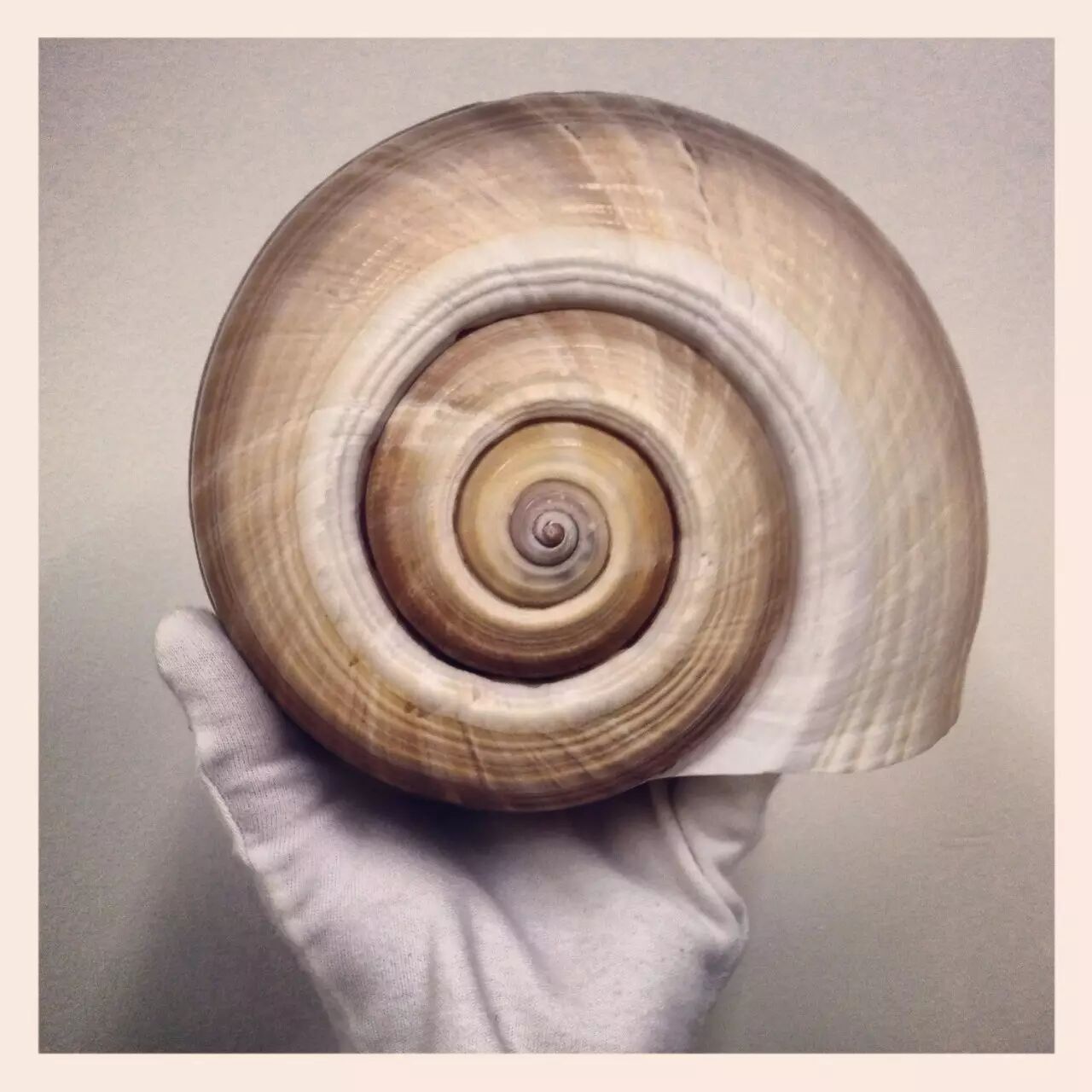 力的微弱影响根本不足讨论,而且无论南半球还是北半球,都是右旋螺更多