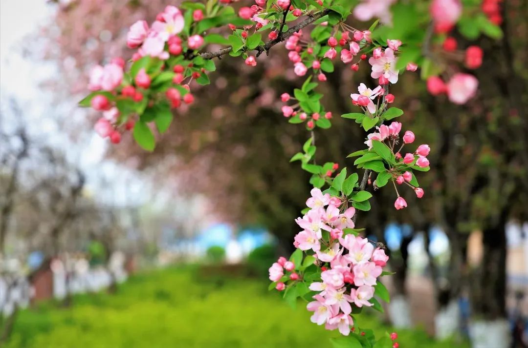 临沂职业学院地址_临沂职业学院占地多少亩_临沂职业学院归哪里管